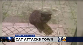 Illustration for article titled The Most Beautiful Modern Art: News Chyrons Featuring Cats